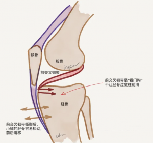 前交叉十字韌帶的作用